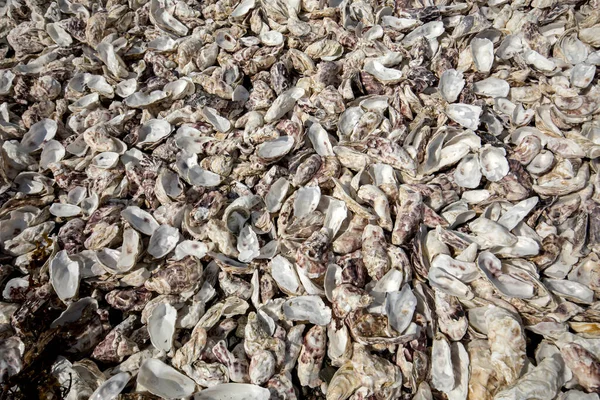 Тысячи Пустых Раковин Съеденных Устриц Выброшены Морское Дно Канкале Известного — стоковое фото