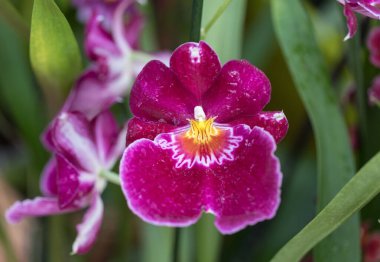 Güzellik kırmızı orkide çiçek yakın çekim