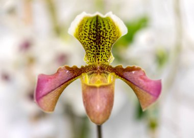 Güzel, renkli bir orkide çiçeğine yakın.