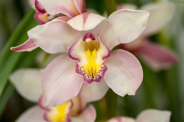 Gros Plan Fleur Colorée Orchidée Beauté — Photo