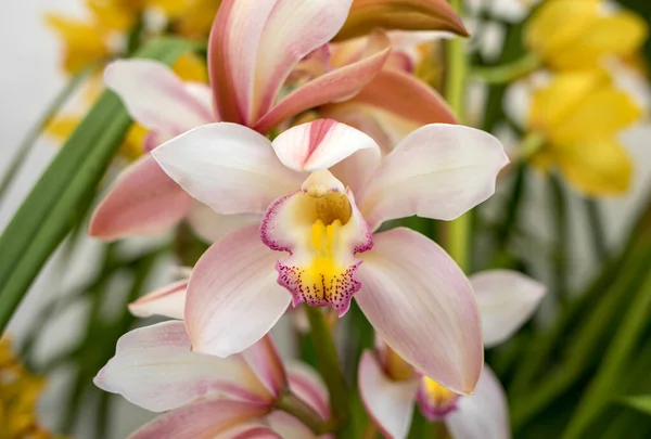 Gros Plan Fleur Colorée Orchidée Beauté — Photo