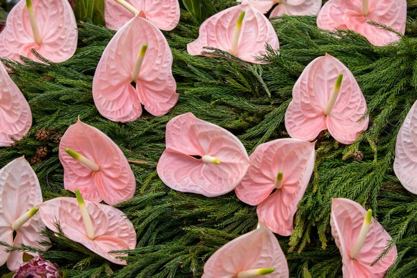 Piękna Florystyczna Dekoracja Dużym Różowym Anturium Tropikalnym Kwiatem — Zdjęcie stockowe