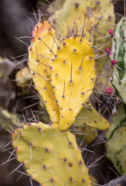 Opuntia Vulgaris Est Une Espèce Cactus Qui Longtemps Été Une — Photo