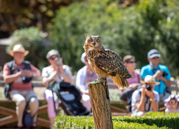 Milandes Francia Septiembre 2018 Los Turistas Están Viendo Espectáculo Aves —  Fotos de Stock