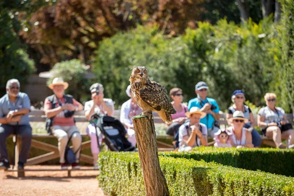 Milandes França Setembro 2018 Turistas Assistem Espetáculo Aves Rapina Chateau — Fotografia de Stock