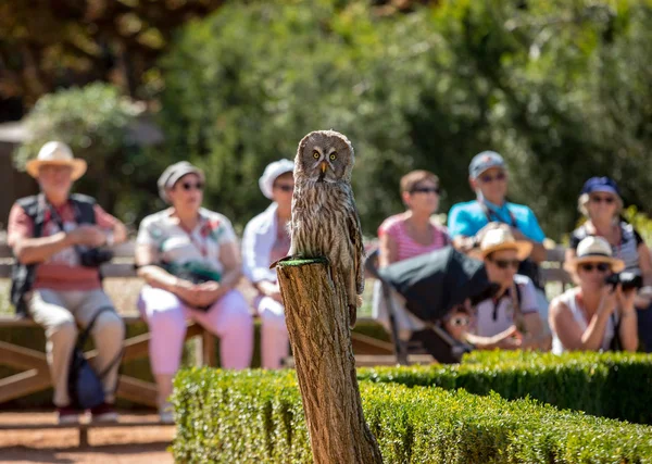 Milandes França Setembro 2018 Turistas Assistem Espetáculo Aves Rapina Chateau — Fotografia de Stock