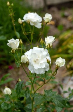 bahçede dalı üzerinde beyaz gül çiçeği