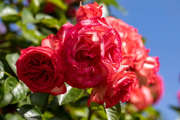 Röda Rosor Blommor Grenen Trädgården — Stockfoto