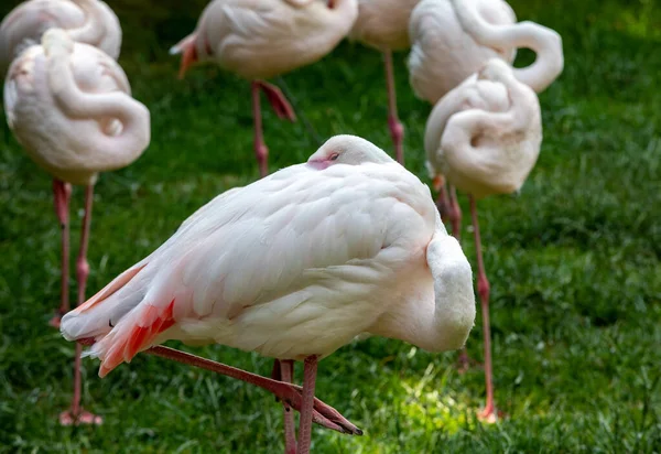 Herd Pink Flamingos Resting Grass — Stock Photo, Image