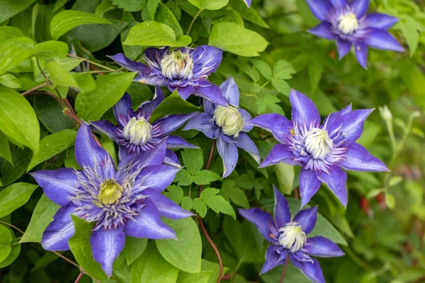 Schöne Violette Blüten Der Clematis Garten — Stockfoto