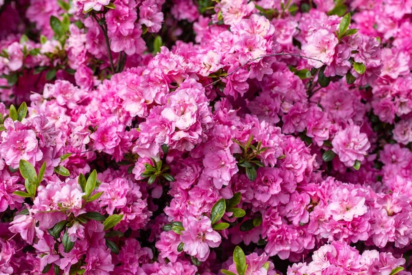 Bahçede Şube Pembe Japon Azalea — Stok fotoğraf