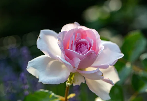 Rosa Und Weiße Rosenblüte Auf Dem Zweig Garten — Stockfoto