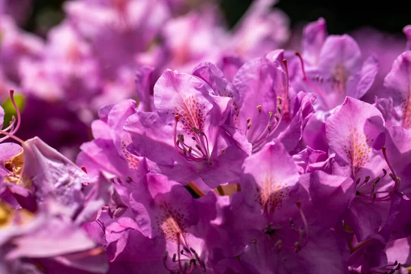 Rhodenron Pembe Çiçekleri Her Bahçe Için Büyük Bir Süs — Stok fotoğraf