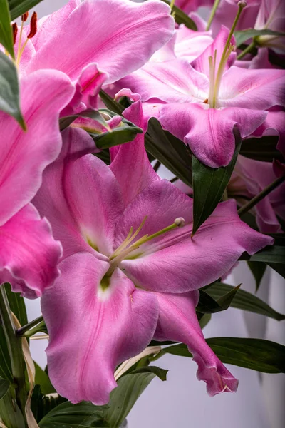 Primo Piano Dei Fiori Liles Rosa Nomi Comuni Specie Questo — Foto Stock