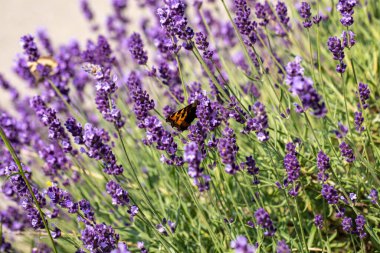Çiçek açan lavanta çiçeklerinde renkli Kelebek 