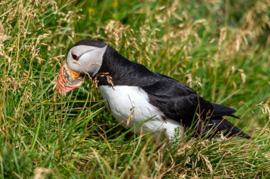 Atlantik martısı, bilinen adıyla martı. 
