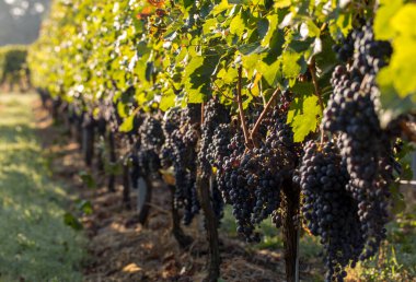 Saint Emilion bölgesindeki şarap hasadından önce şarap bahçesinde şarap sıraları üzerinde olgun kırmızı şarap üzümleri. Fransa