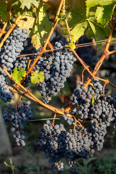 Primer Plano Uvas Rojas Merlot Viñedo Medoc Gironda Aquitania Francia — Foto de Stock