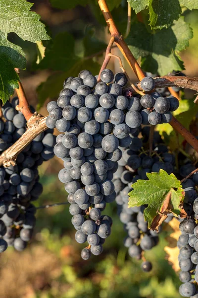 Sluiten Van Rode Merlot Druiven Wijngaard Medoc Gironde Aquitaine Frankrijk — Stockfoto