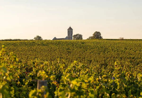 熟したメルロのブドウは アキテーヌのジロンド エミリオン近くのモンターニュのブドウ畑で暖かい遅い日差しに照らされています フランス — ストック写真