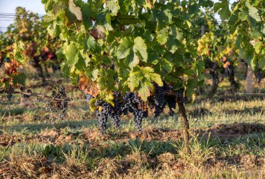 Kırmızı şarap üzümleri hasat ve şarap üretimine hazır. Aziz Emilion, Fransa