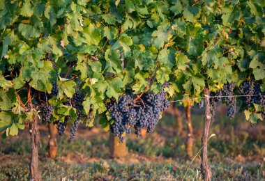 Saint Emilion, Gironde, Aquitaine yakınlarındaki Montagne üzüm bağında sıcak güneş ışığıyla aydınlanan olgun Merlot üzümleri. Fransa