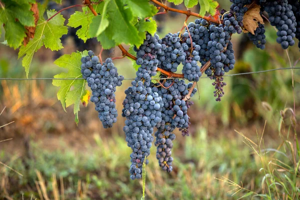 Uvas Vinho Tinto Prontas Para Colheita Produção Vinho Saint Emilion — Fotografia de Stock