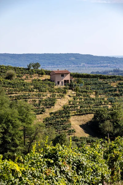 Colinas Pitorescas Com Vinhas Região Vinícola Espumante Prosecco Entre Valdobbiadene — Fotografia de Stock