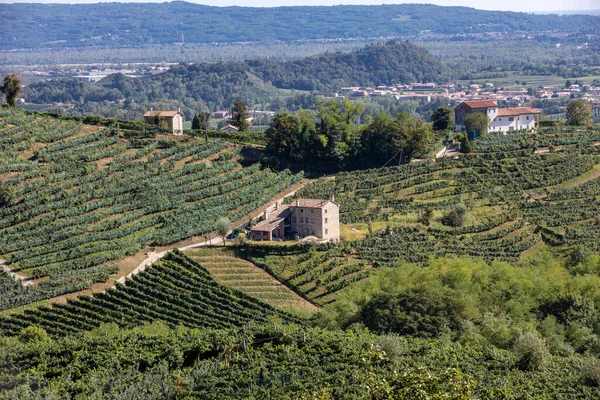 ValdobbiadeneとConegliano イタリアの間のプロセッコスパークリングワイン地域のブドウ畑と美しい丘 — ストック写真