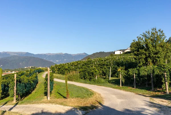 Pintorescas Colinas Con Viñedos Región Vinícola Espumosa Prosecco Valdobbiadene Italia — Foto de Stock