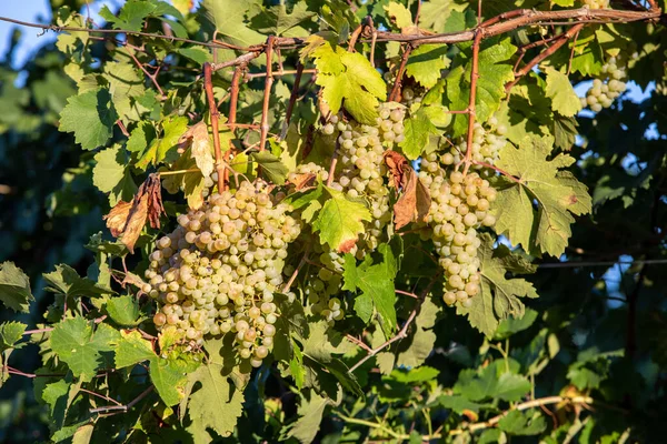 Prosecco Uvas Brancas Uma Vinha Befor Colheita Colinas Valdobbiadene Veneto — Fotografia de Stock