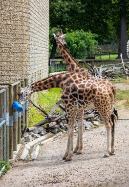 Hayvanat bahçesinde su içen iki zürafa
