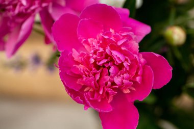 Bahçedeki pembe şakayık çiçeği tomurcuğu