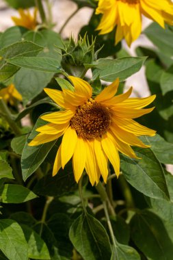 Kireçtaşı bir duvarın arkasında çiçek açan ayçiçekleri.