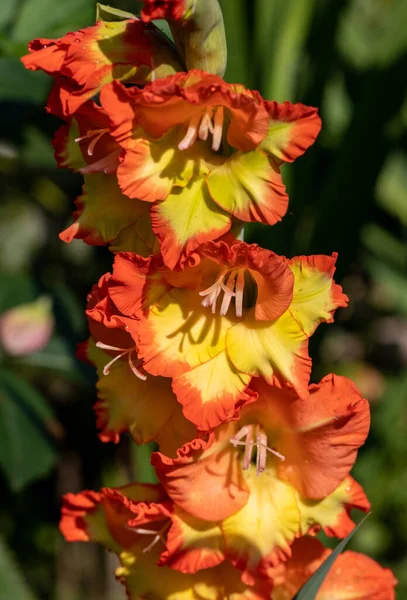 Gladiolus Virág Feje Nyári Kertben — Stock Fotó