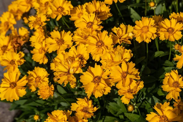 Grote Groep Gele Bloemen Van Lansbladige Coreopsis Coreopsis Lanceolata Bloembed — Stockfoto