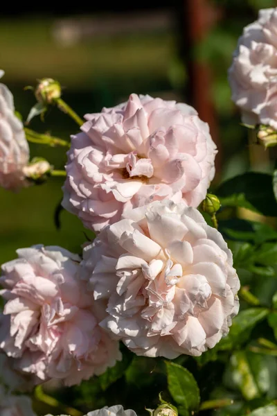 花园里枝条上盛开的玫瑰花 — 图库照片