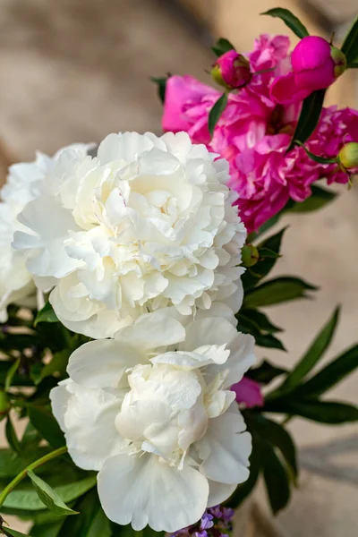 Knopp Vit Pion Blomma Trädgården — Stockfoto