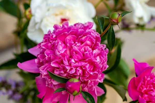 Knopp Rosa Och Vit Pion Blomma Trädgården — Stockfoto