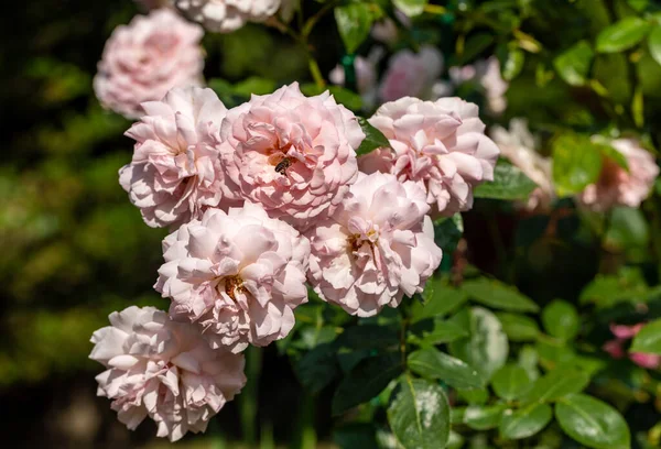 Blühende Rosenblüten Ast Garten — Stockfoto