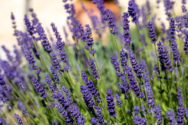 Die Blühenden Lavendelblüten Der Provence Nahe Sault Frankreich — Stockfoto