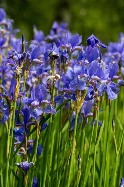 Fleurs Bleues Iris Versicolor Magnifiquement Fleurissant Dans Jardin — Photo