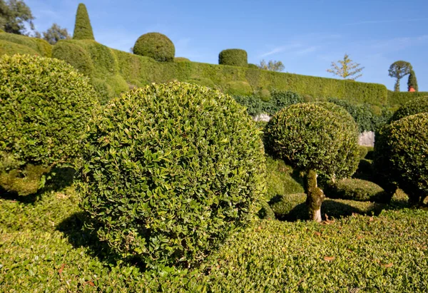 Topiary Nei Giardini Dei Jardins Marqueyssac Nella Regione Della Dordogna — Foto Stock