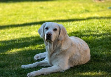 Bahçedeki yeşil çimlerin üzerinde güzel bir golden retriever