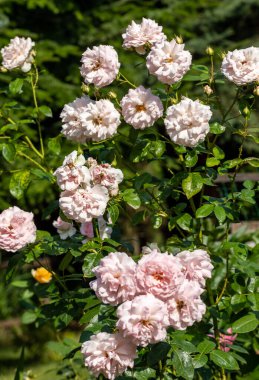 Bahçedeki dalda çiçek açan güller.