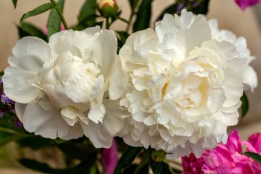 Bahçedeki beyaz şakayık çiçeği tomurcuğu