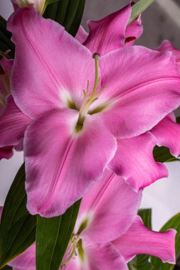 Pembe zambak çiçeklerine yakın çekim. Bu cinsteki türlerin yaygın isimleri arasında peri çiçeği zephyr zambak zambağı sihirli Atamasco zambağı ve yağmur zambağı bulunur..