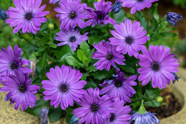 Fioritura Intenso Viola Blu Africano Marguerite Cape Fiori Margherita — Foto Stock