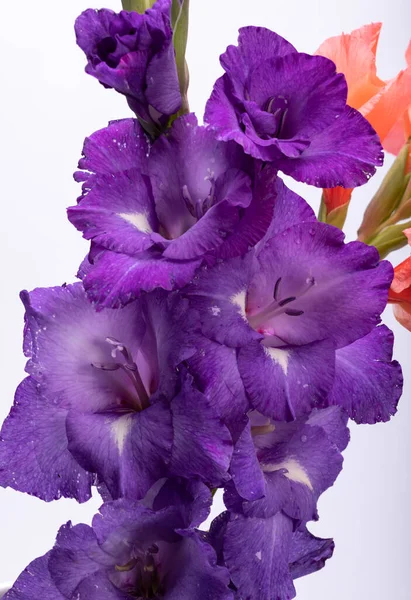 Zblízka Krásy Fialové Gladiolus Květ — Stock fotografie