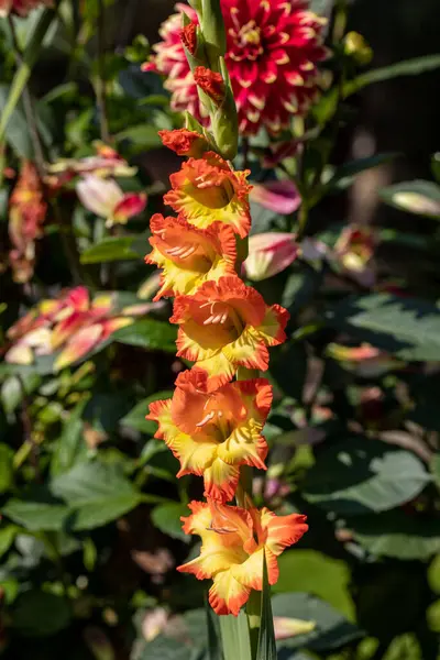 Hlava Gladiolového Květu Letní Zahradě — Stock fotografie